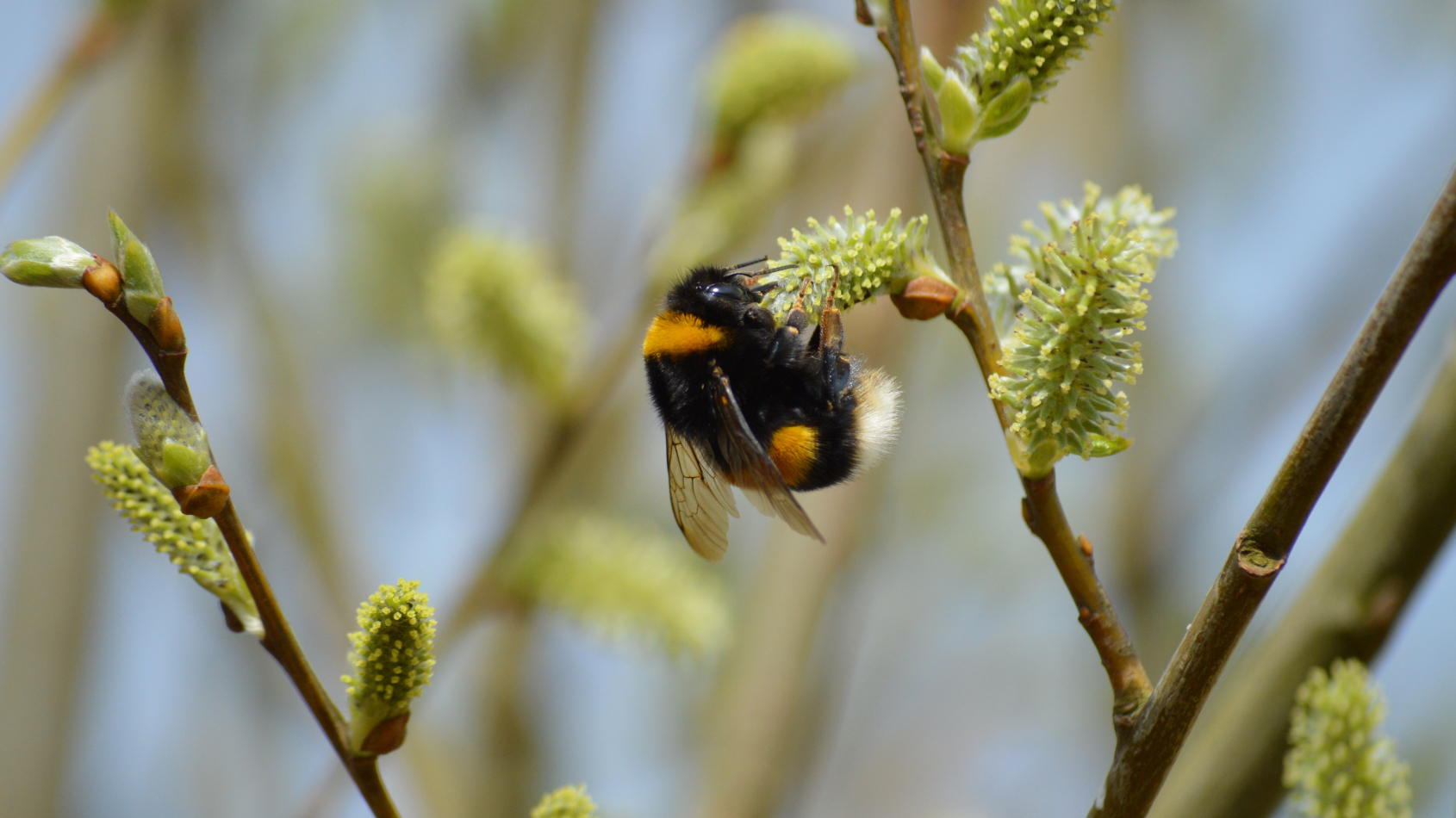 Hommel op een wilgenkatje
