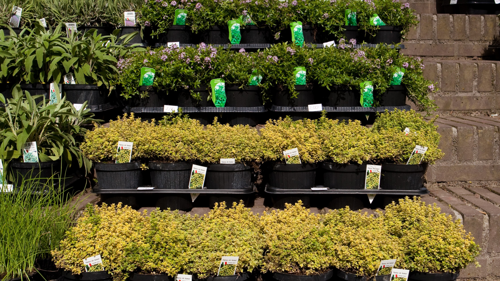 Rijen potten met planten die te koop staan