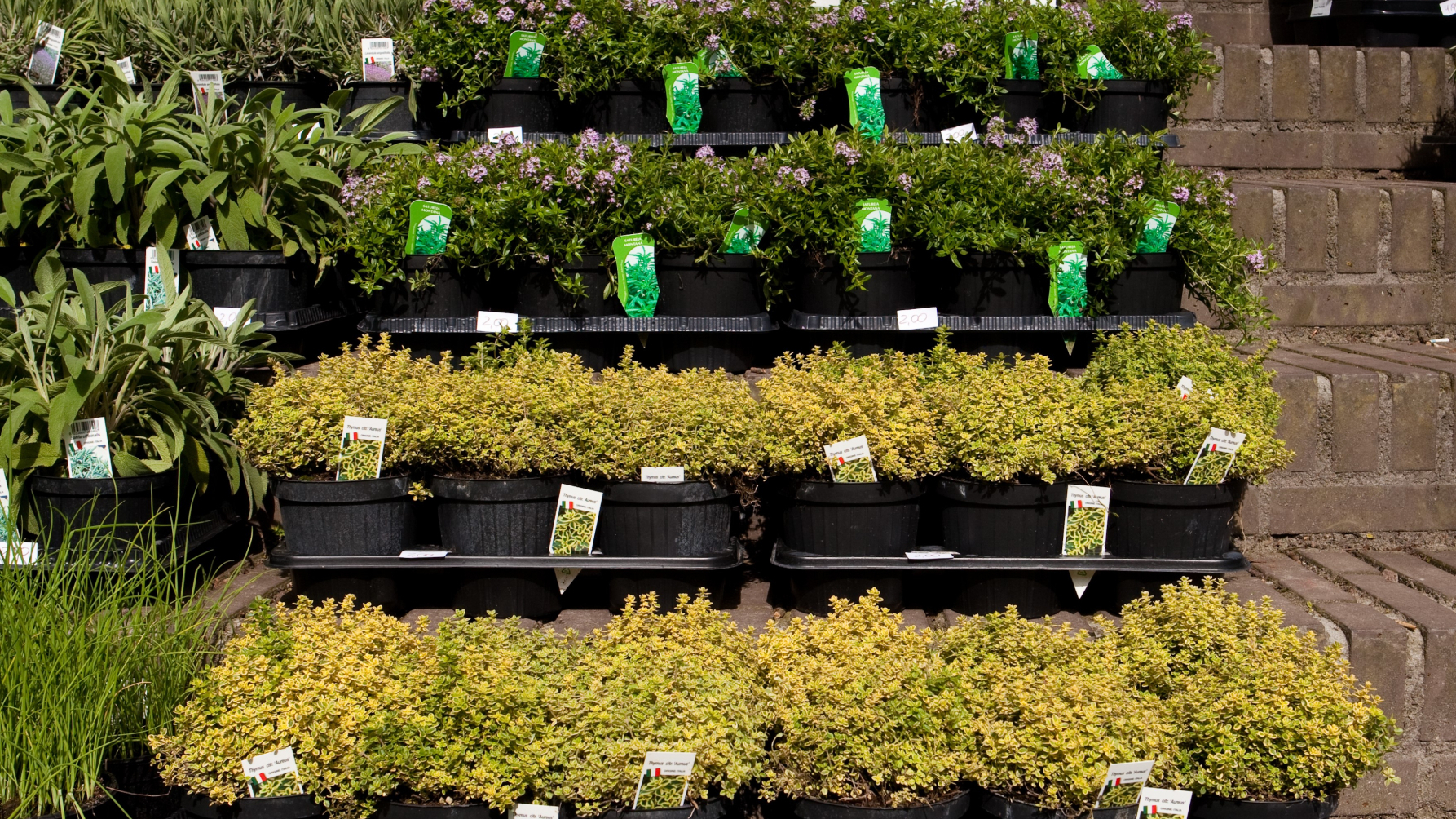 Rijen potten met planten die te koop staan