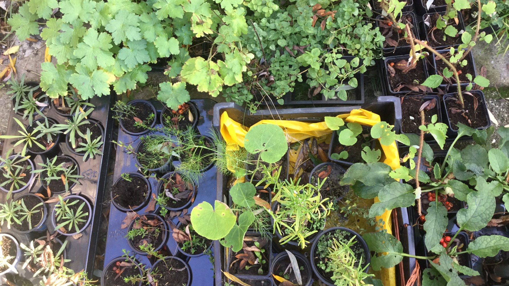 potjes met gestekte planten van verschillende soorten