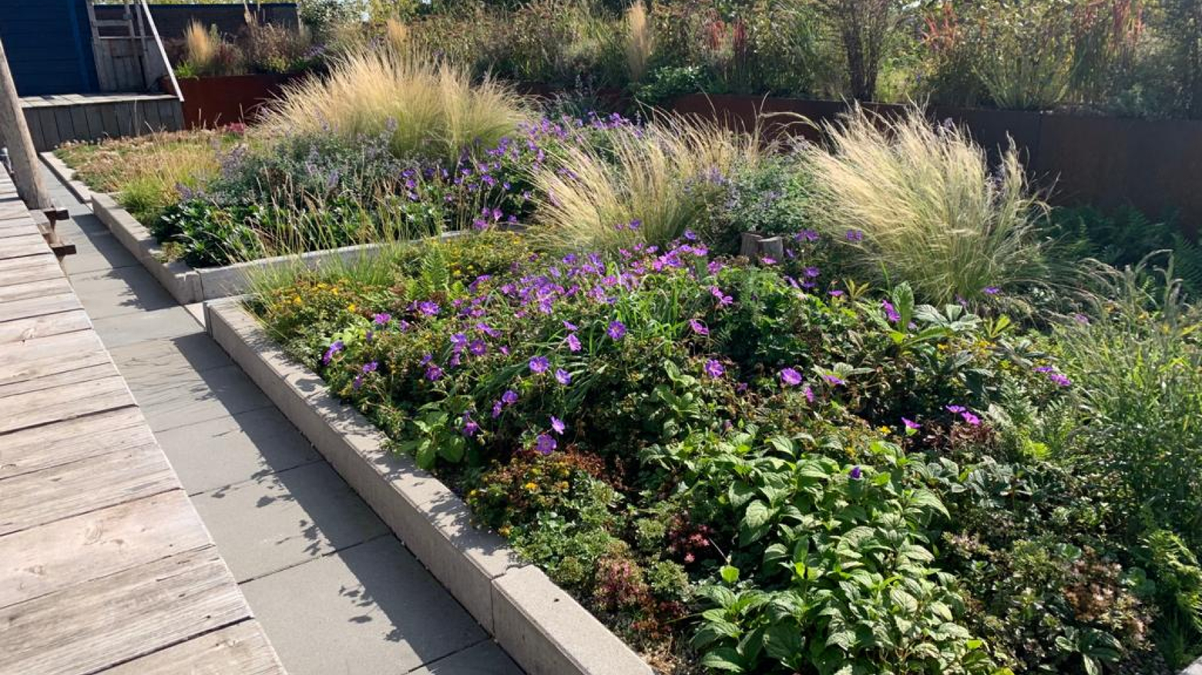 dak met plantenbakken met gevarieerde beplanting, en een loopvlonder