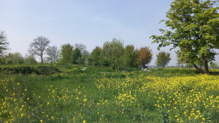 Park De Oude Vuilnisbelt Warmond. Eén van de onderzoekslocaties.