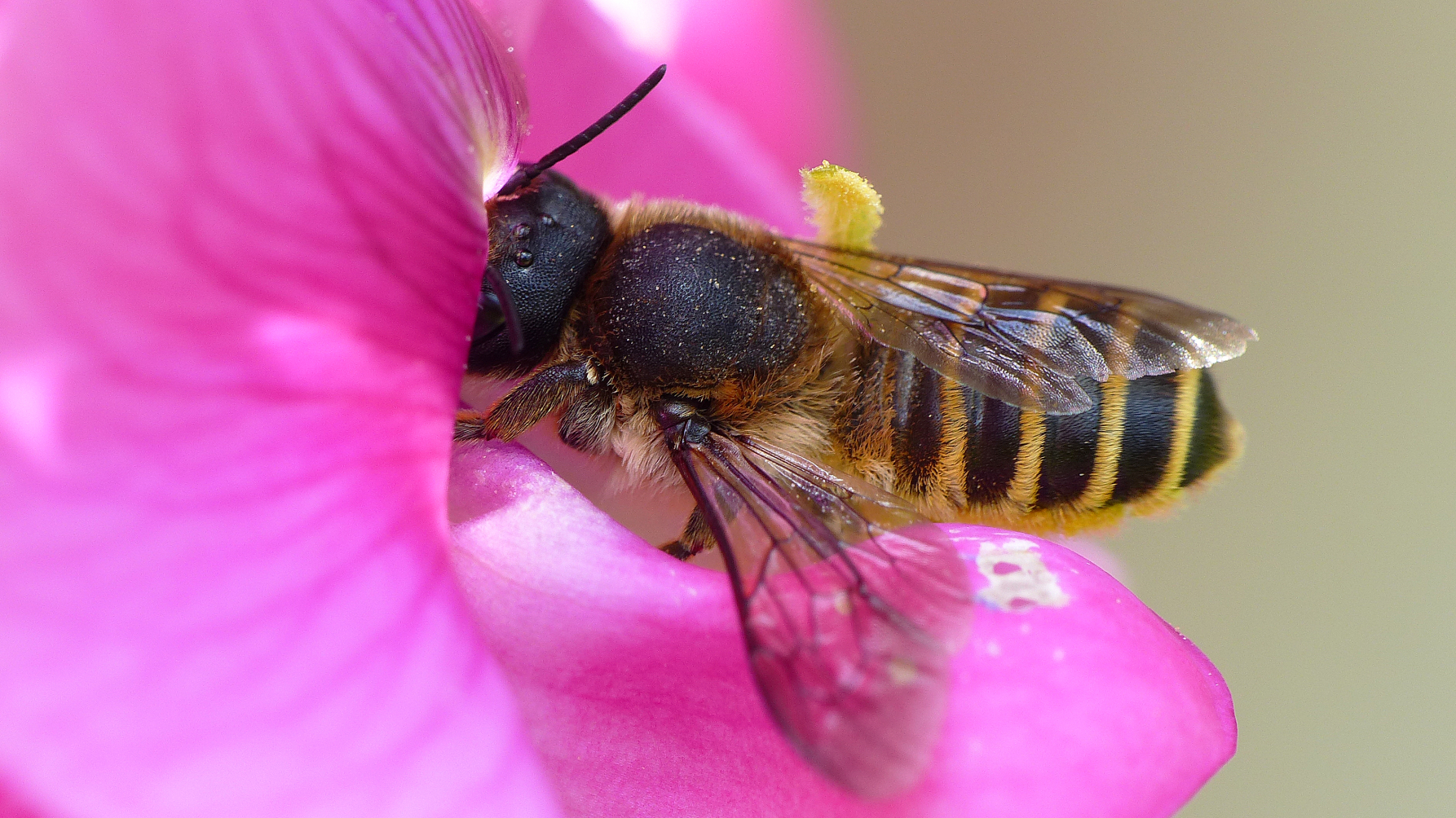 Wilde bijensoort, Lathyrusbij, drinkt nectar uit de kelk van de  brede lathyrus.