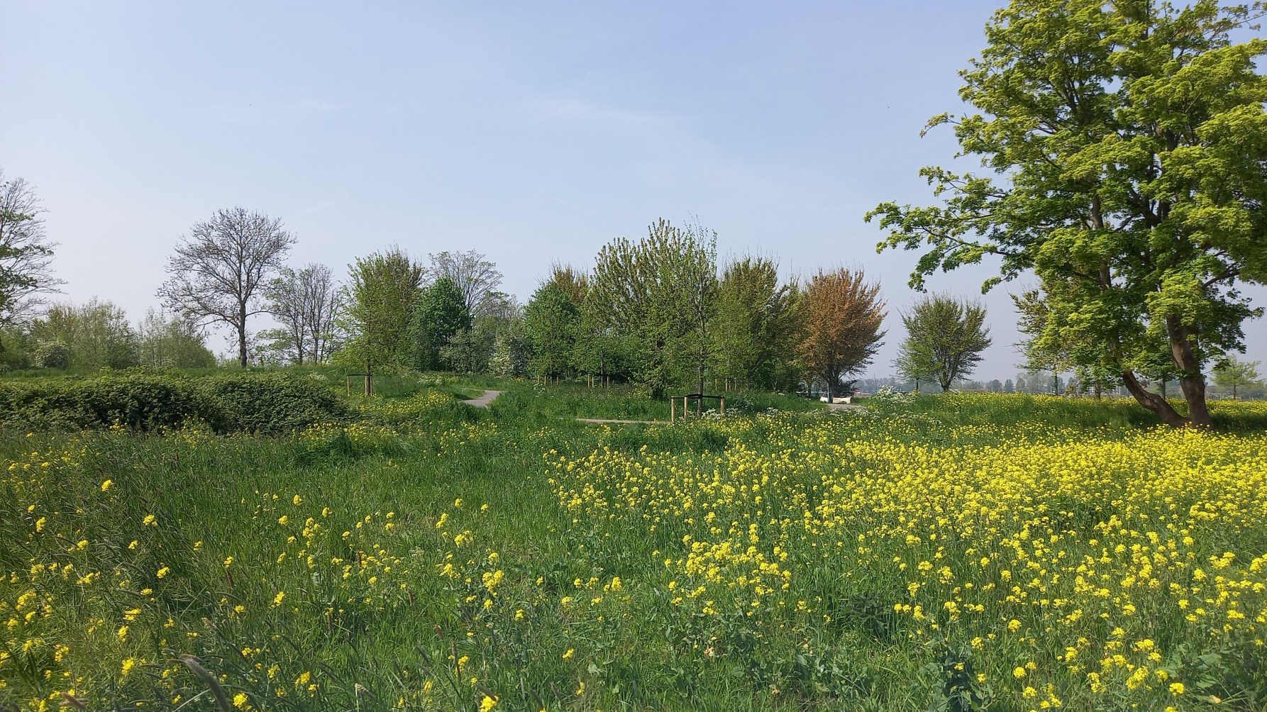 Park De Oude Vuilnisbelt Warmond. Eén van de onderzoekslocaties.