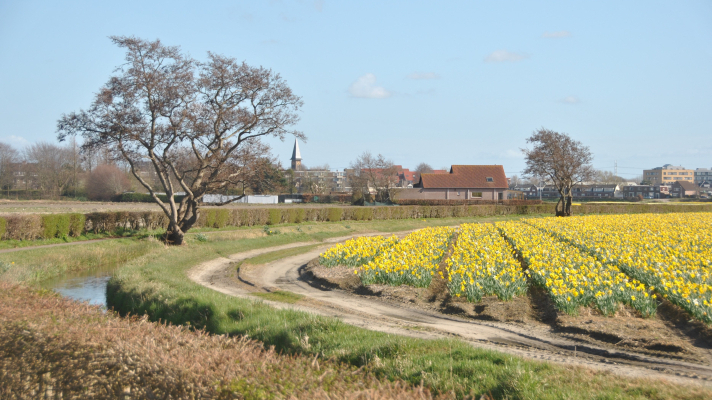 Landschap Bollenstreek bij Hillegom.