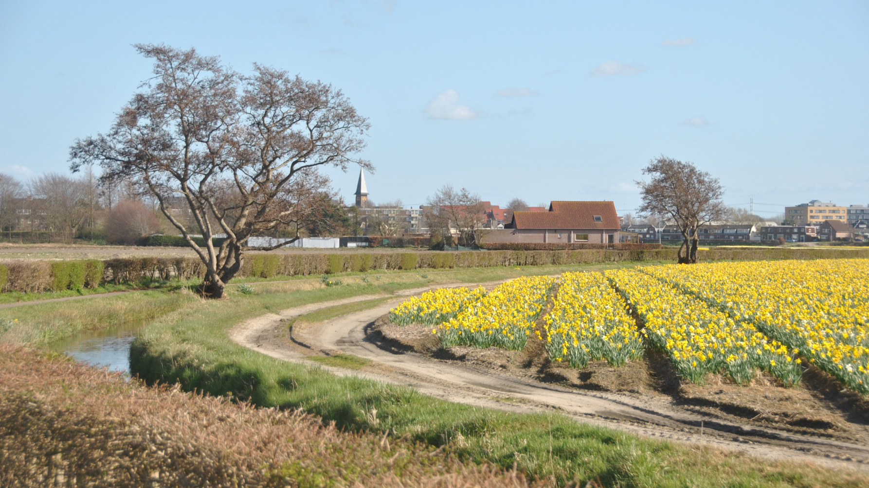 Landschap Bollenstreek bij Hillegom.