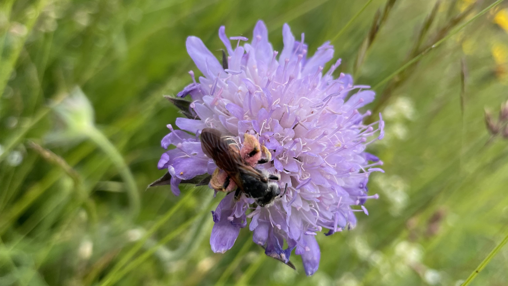 Bijenlandschap Zuid-Holland