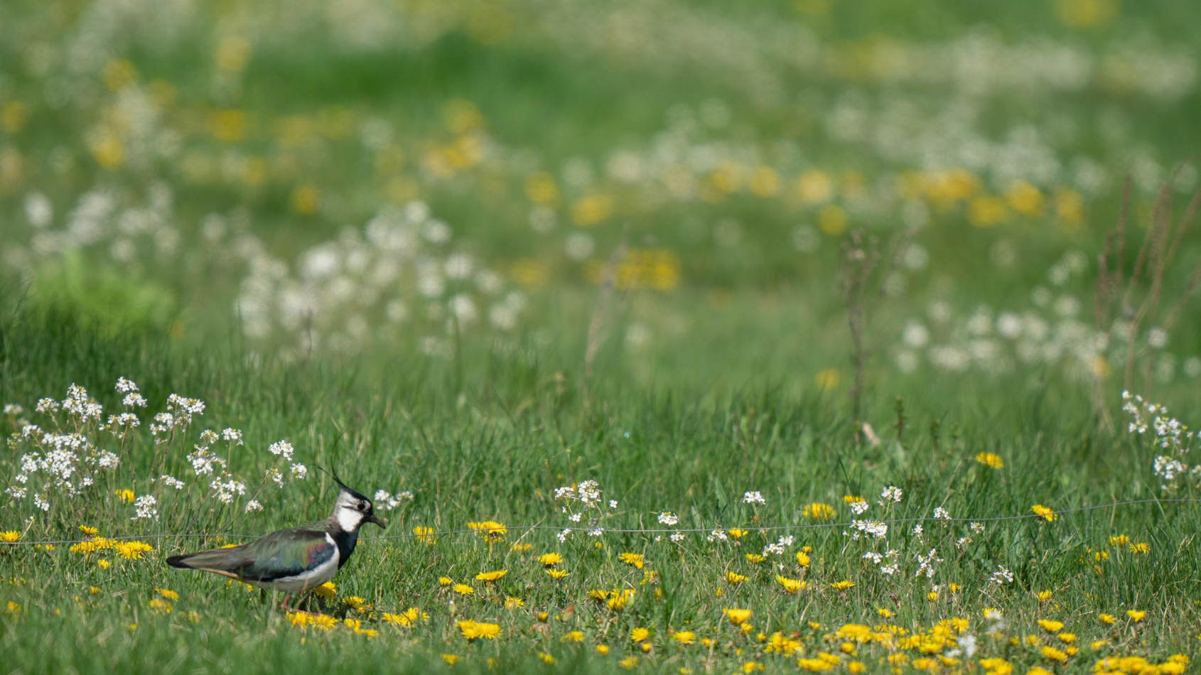 Boerenlandvogels en bijen