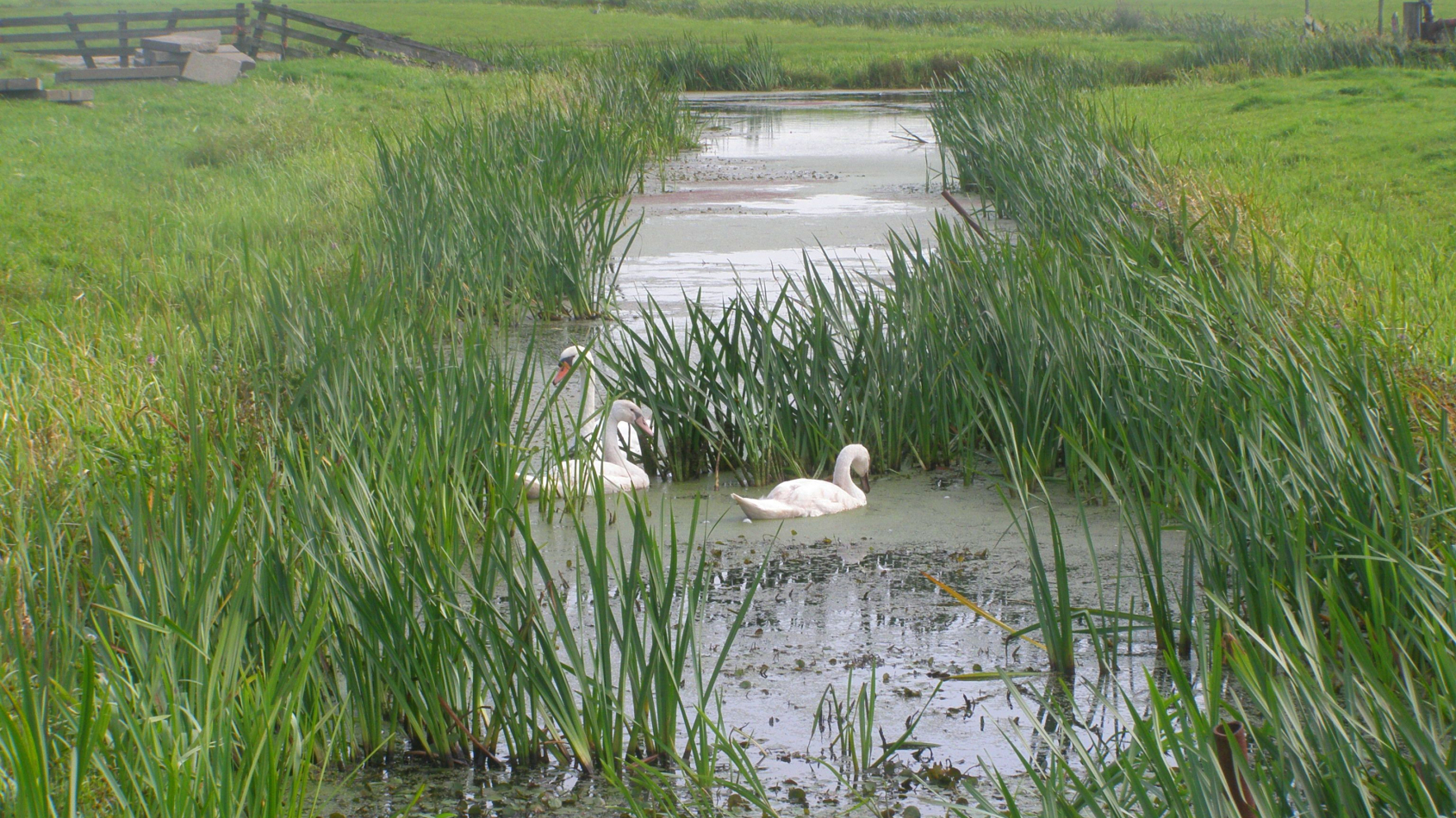 sloot met oeverplanten en zwanen, in veenweidegebied