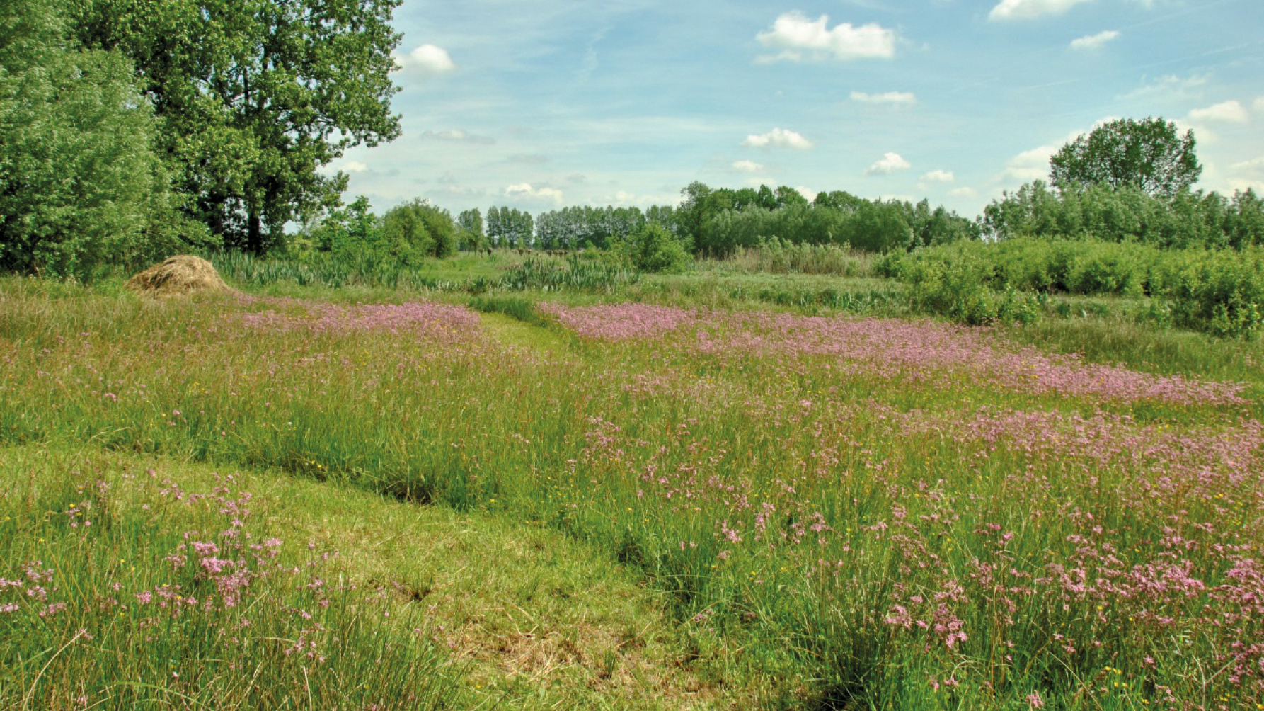 Gedeeltelijk (gefaseerd) gemaaide bloemenweide