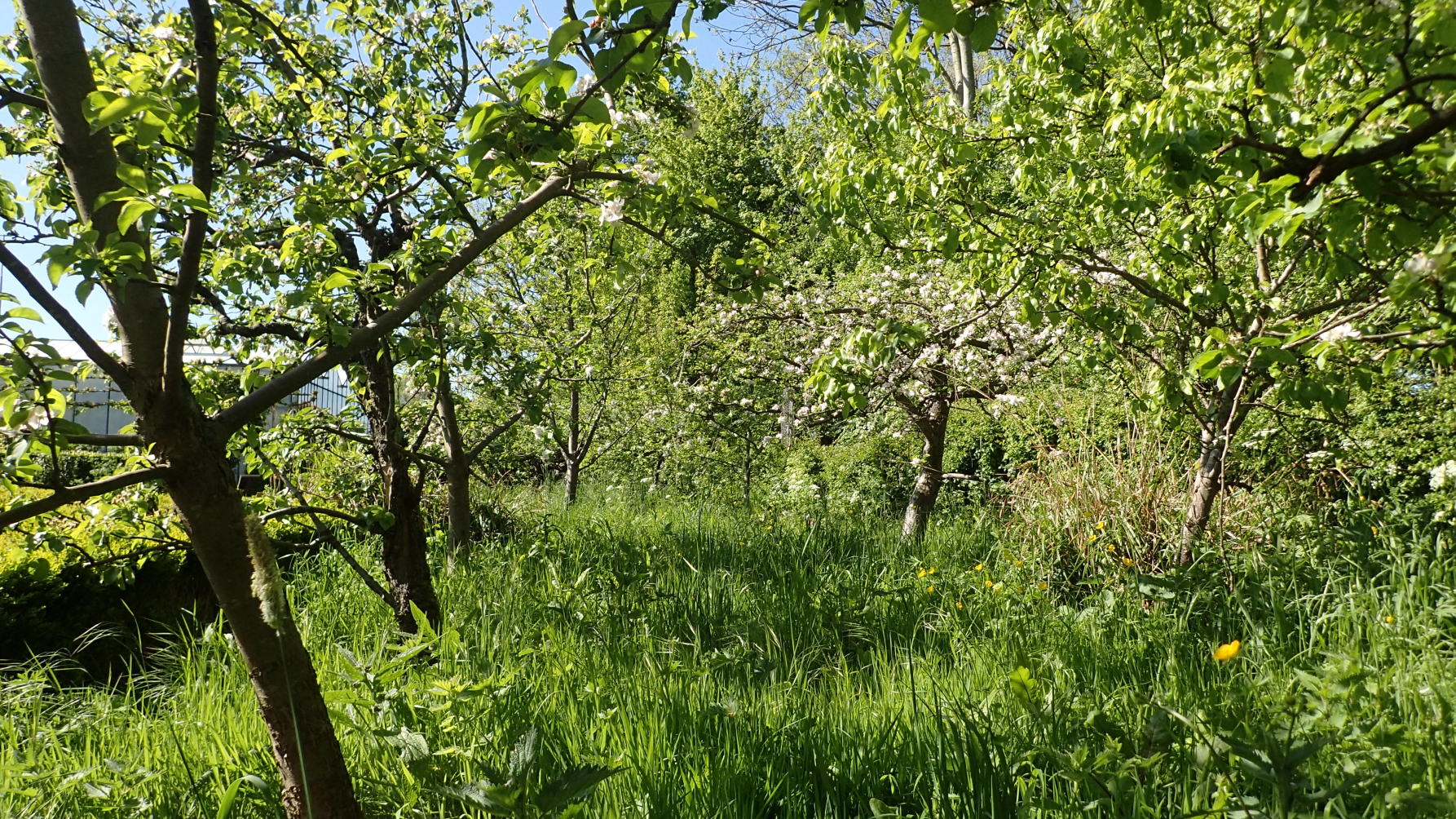 boomgaard met lang gras er onder