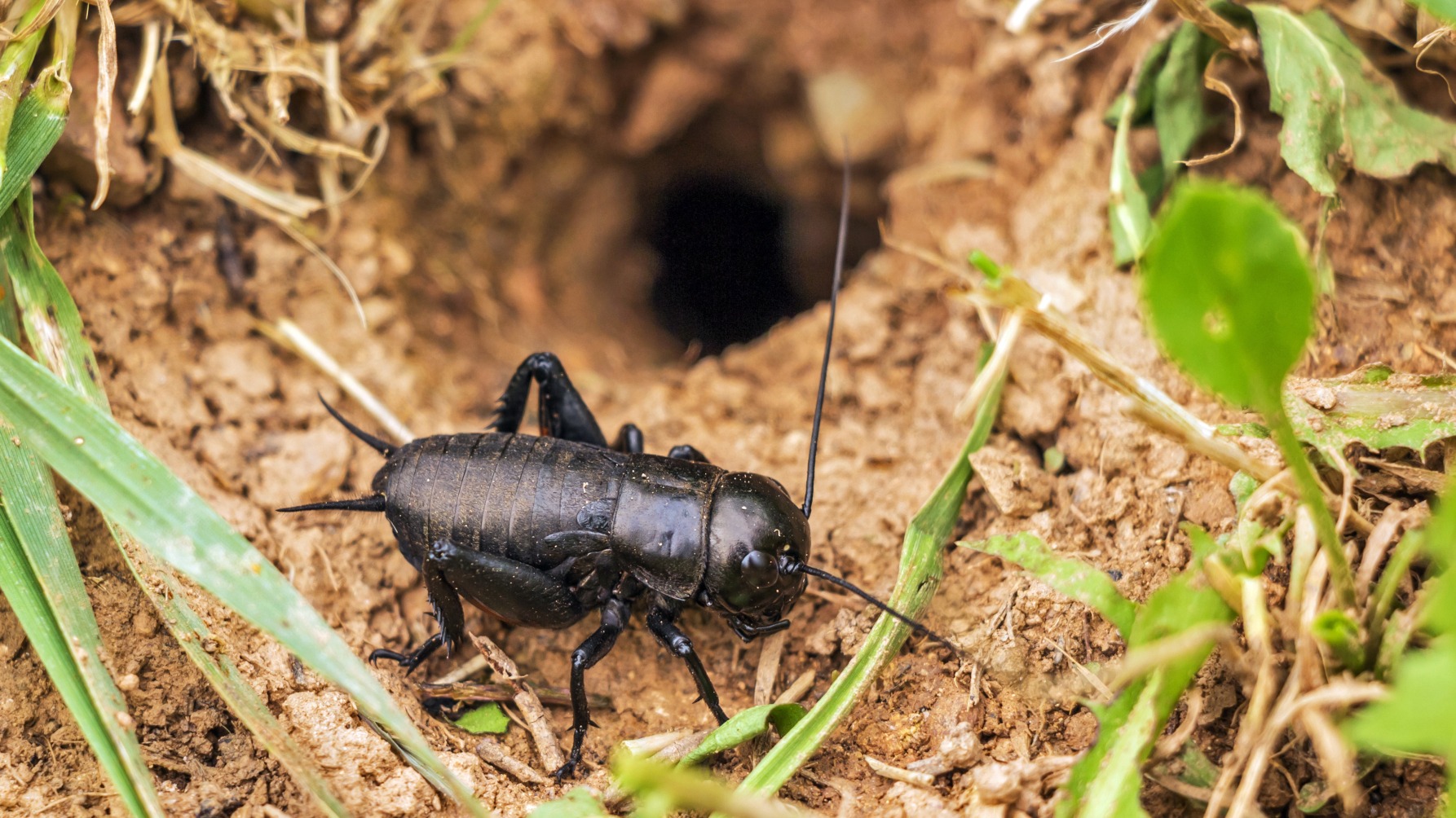 Veldkrekel bij holletje in de grond