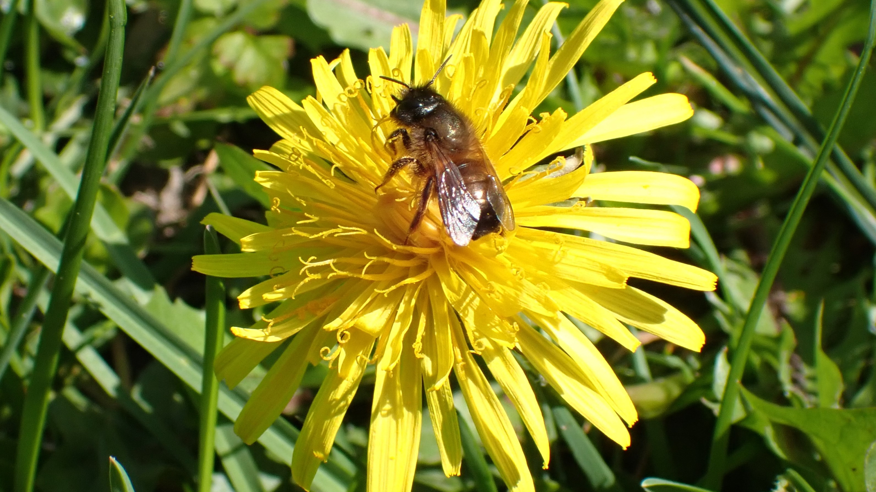rosse metselbij op een paardenbloem