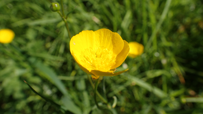 boterbloem tussen gras
