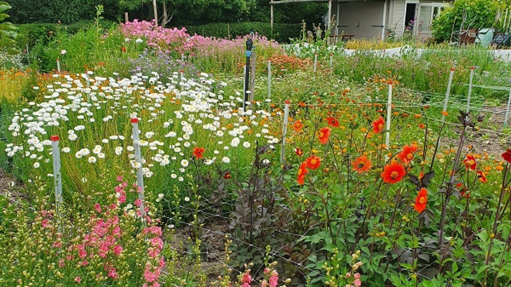 bloemenkweek bij kwekerij Het Zoete Land
