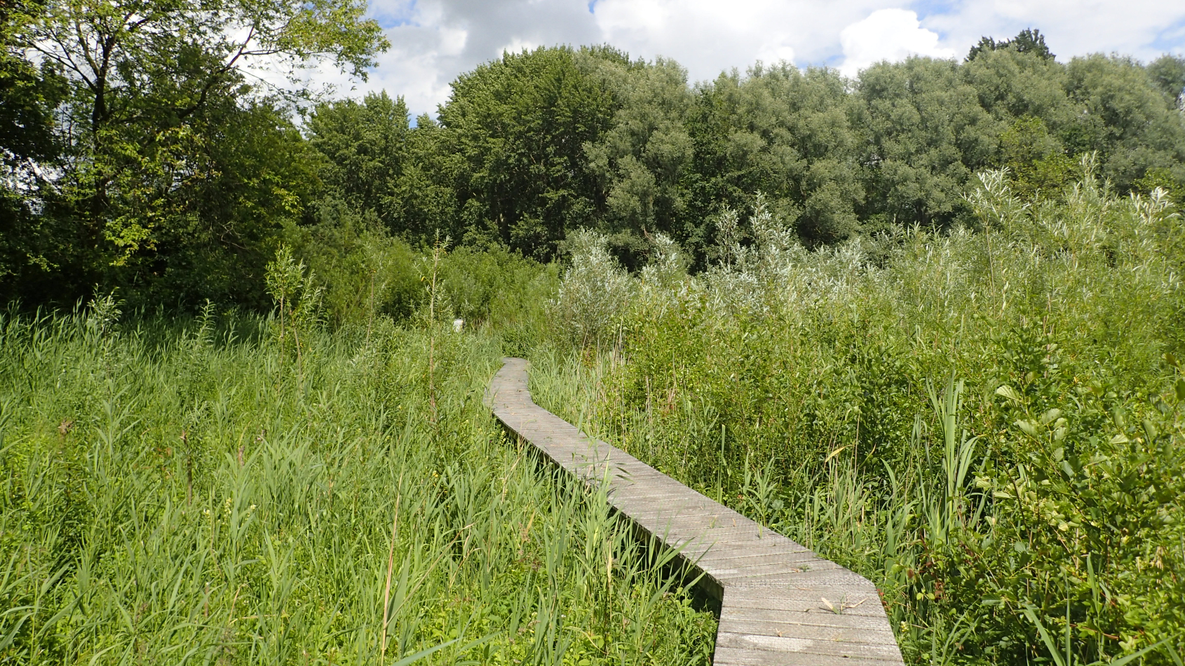 vlonderpad door griend in Natuurtuin Zoetermeer