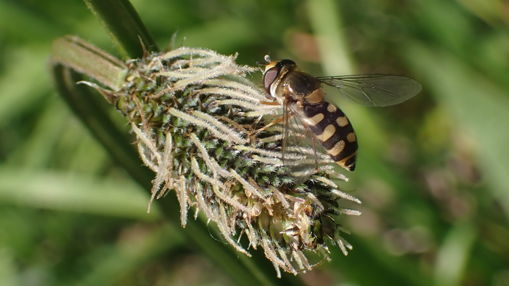 Zweefvlieg op weegbreebloem