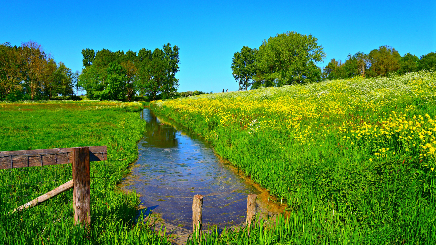 Dijk met boterbloemen, bomen in de verte, slootje.