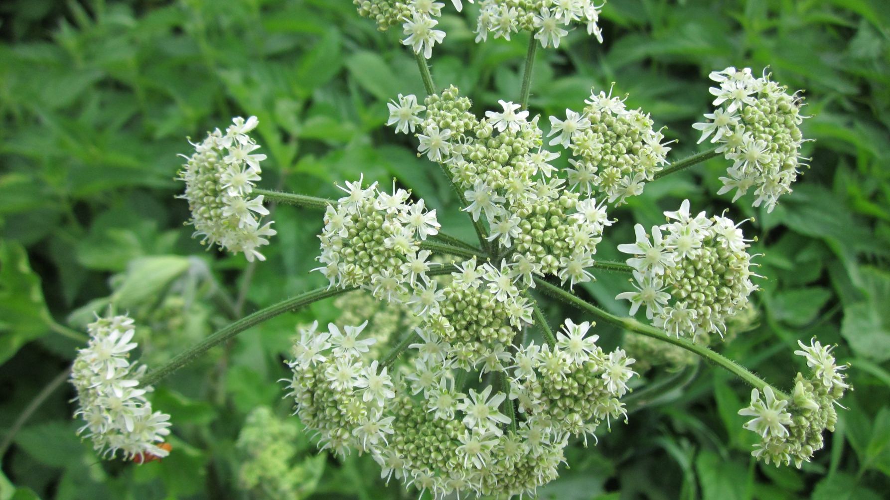 Bloem van gewone berenklauw