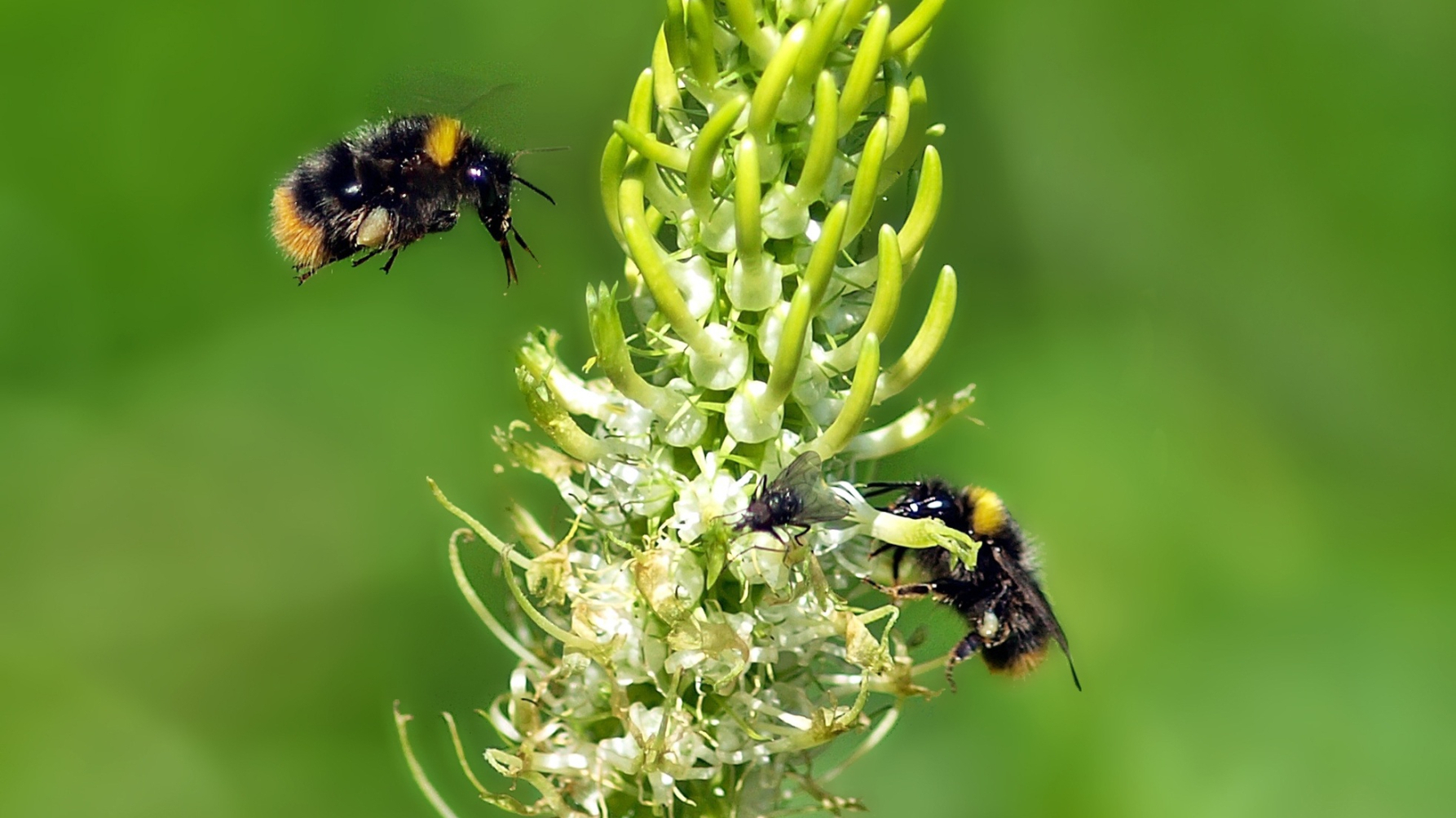 twee hommels bij een bloem