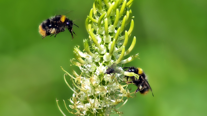 twee hommels bij een bloem