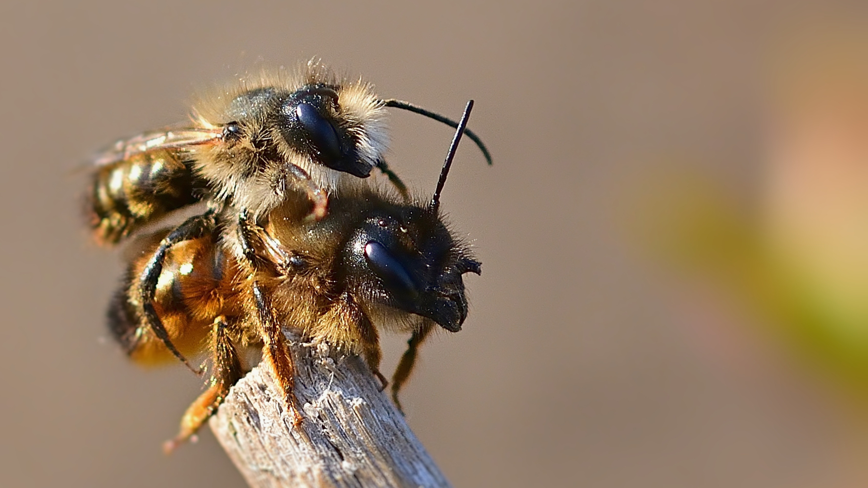 Parende rosse metselbijen