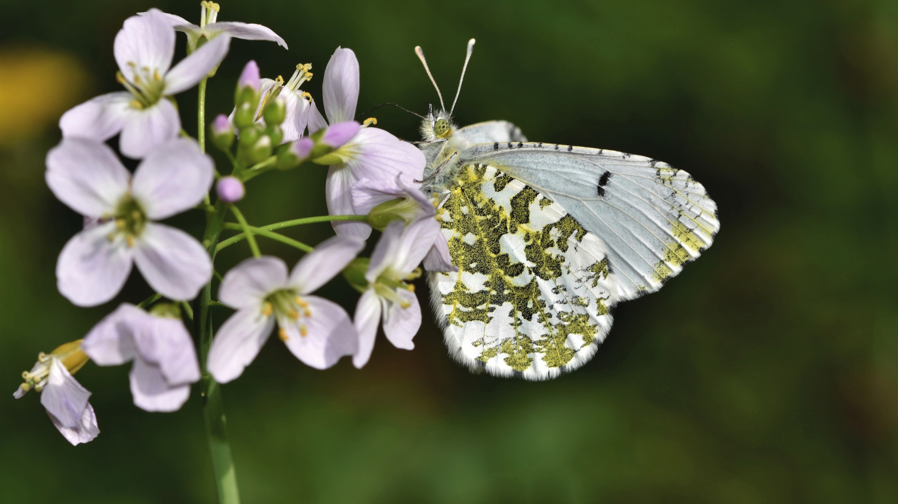 Oranjetipje op een pinksterbloem
