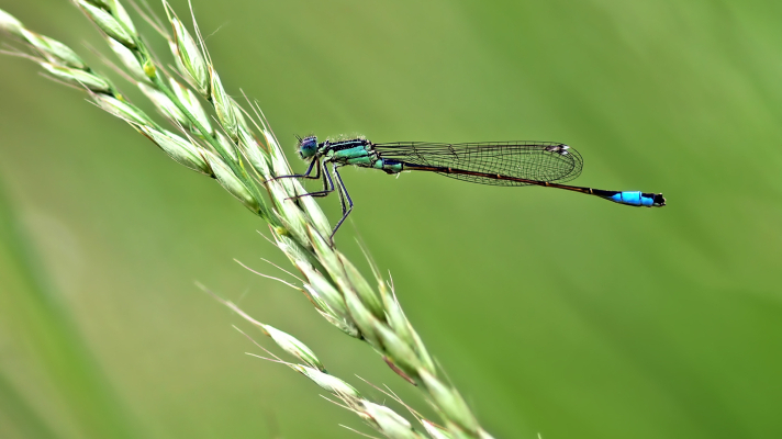 Lantaarntje, een libel, op een grasaar