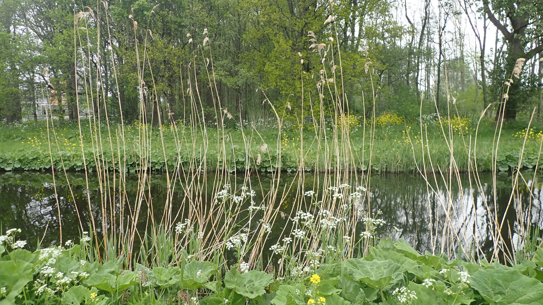 planten, sloot en bomen op de achtergrond