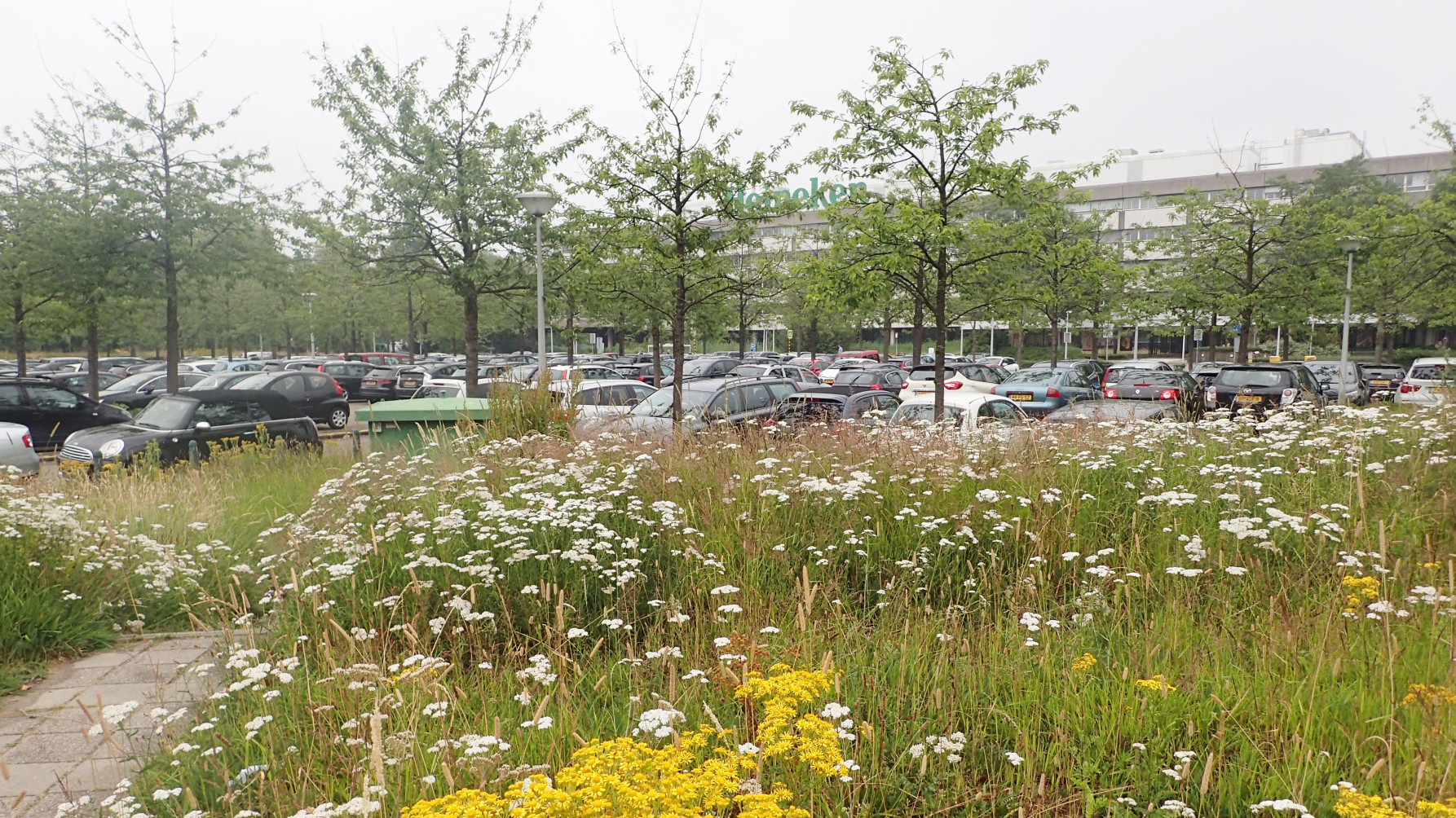 Parkeerterrein met bomen en in de voorgrond een berm met bloeiende wilde planten