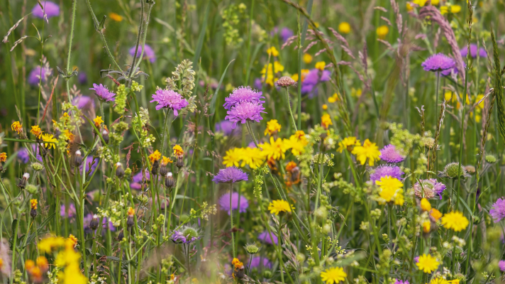 Bloemen in kruidenrijke vegetatie