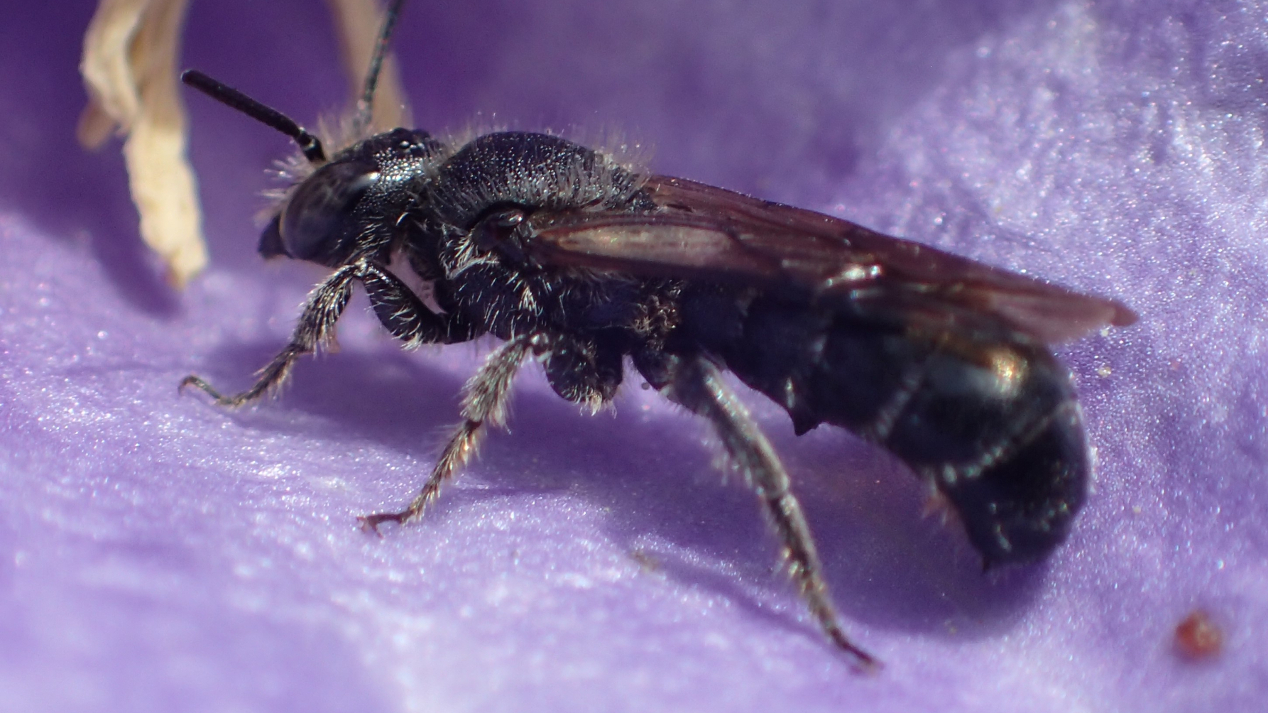 mannetje grote klokjesbij