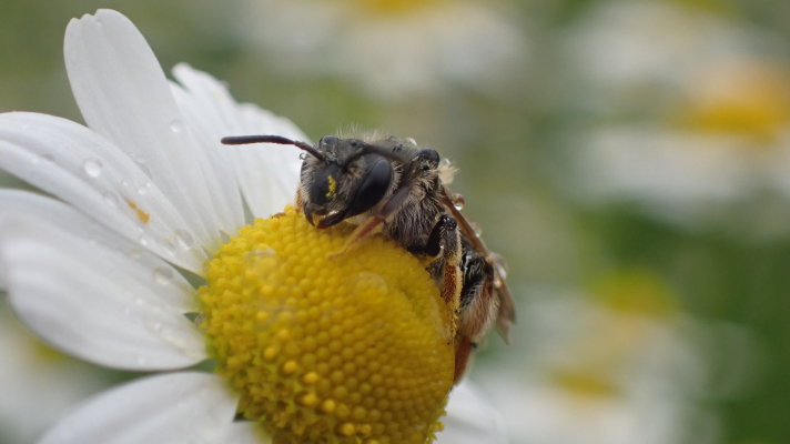 natte goudpootzandbij op kamille