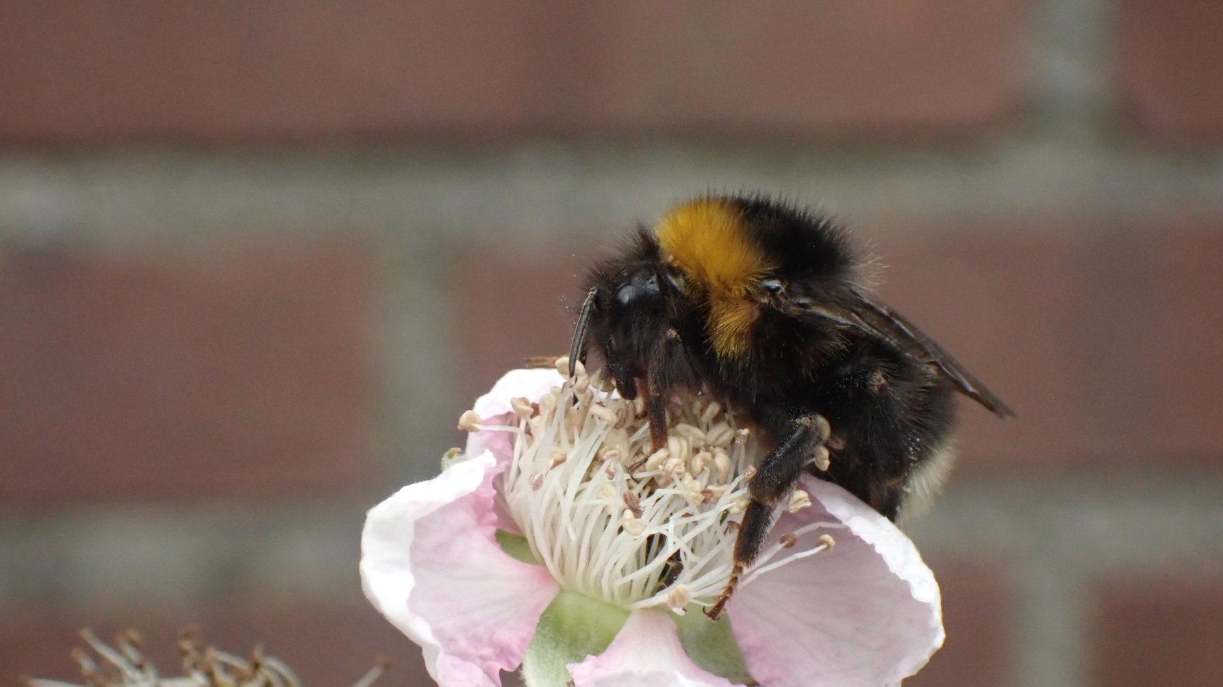 hommel op bramenbloem met muur op de achtergrond