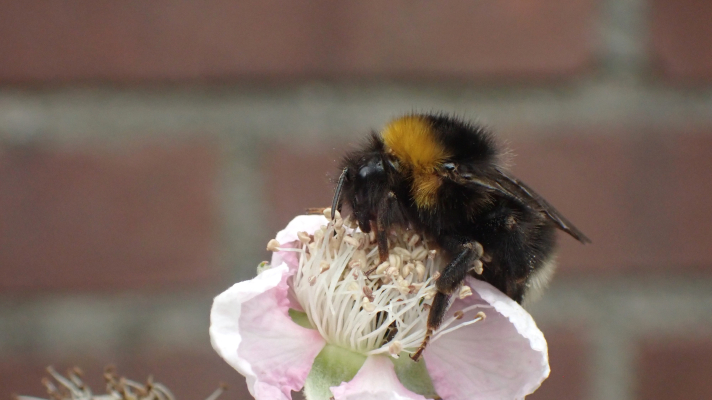 hommel op bramenbloem, muur op de achtergrond