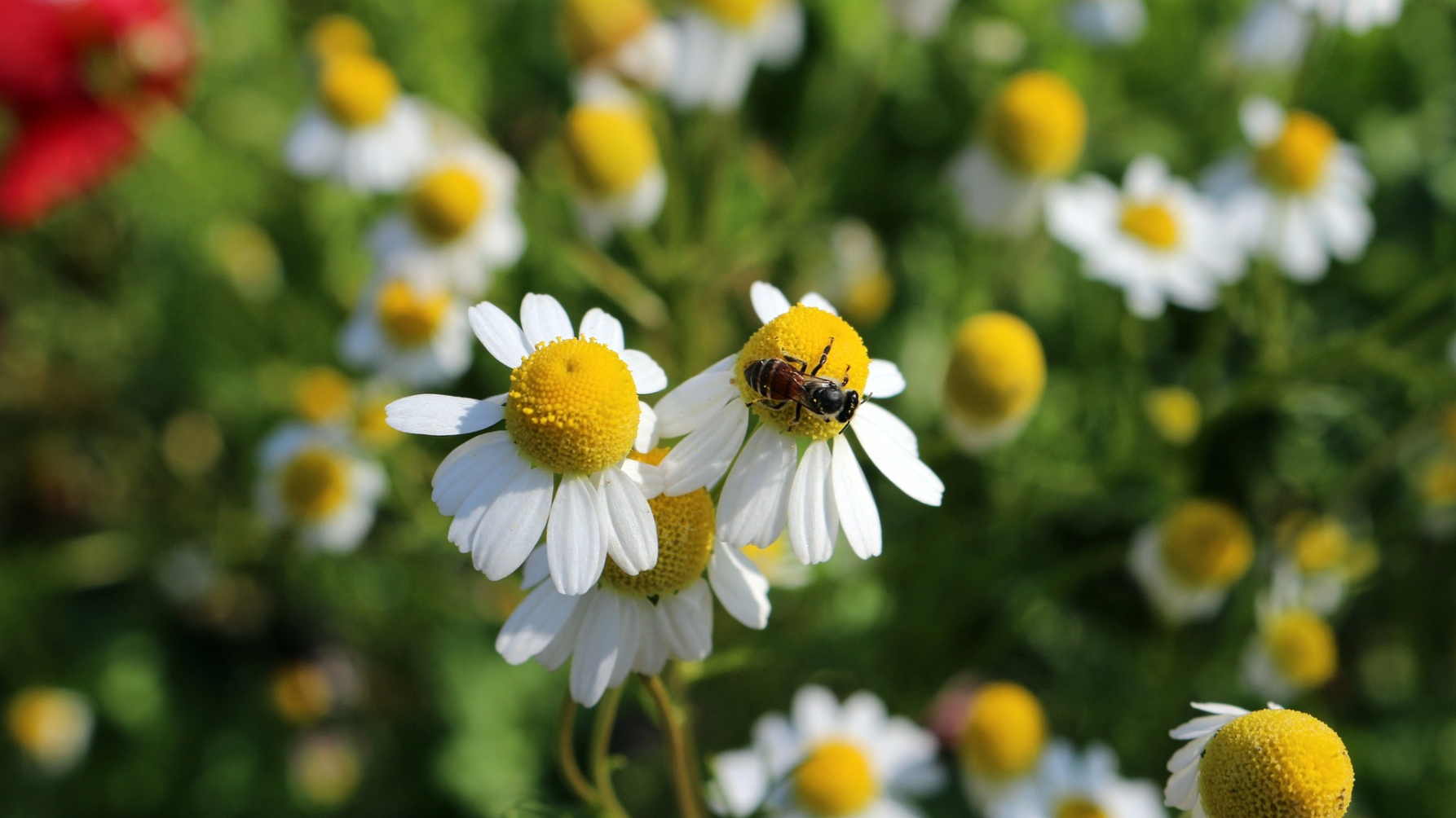 kamillebloemen met een bijtje er op