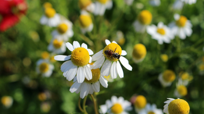 kamillebloemen met een bijtje er op
