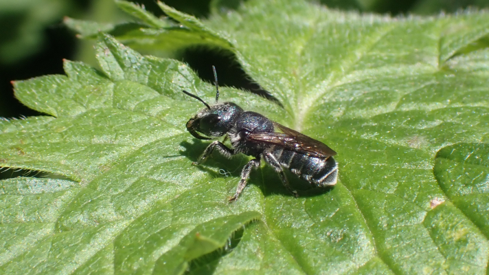 blauwe metselbij, vrouwtje