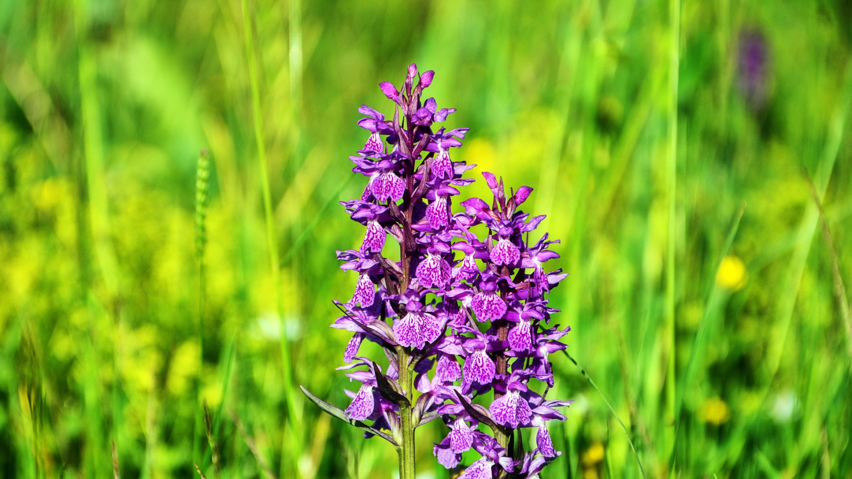 orchideeen in bloemrijk gras