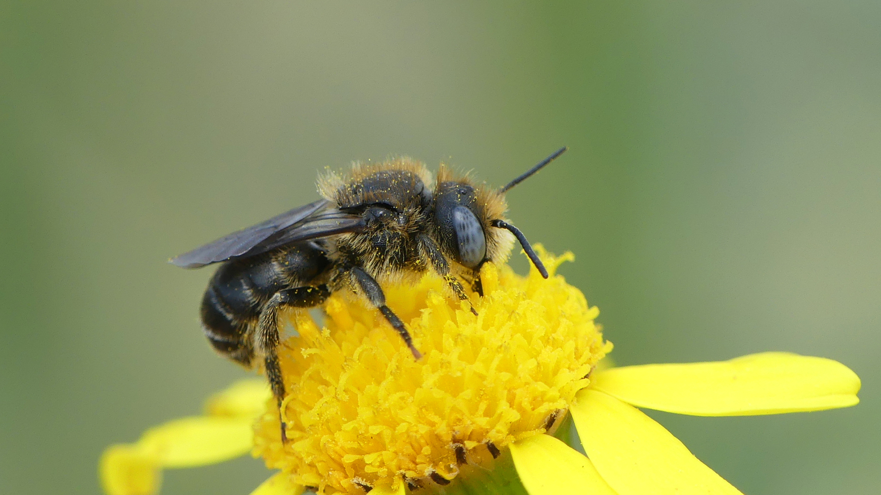 Gedoornde slakkenhuisbij, een echte duinbij