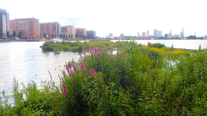 westpunt eiland van Brienenoord, met bloeiende planten en skyline van Rotterdam