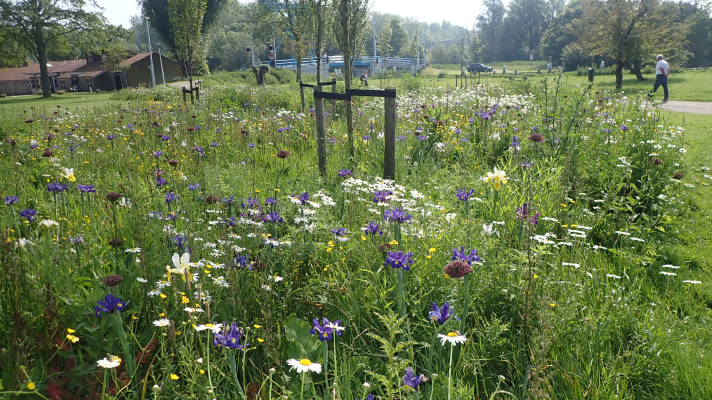 Een bloeiende bonte berm in Voorschoten