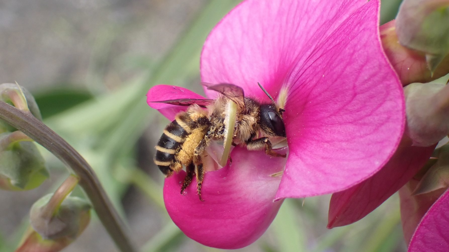vrouwtje Lathyrusbij op lathyrusbloem