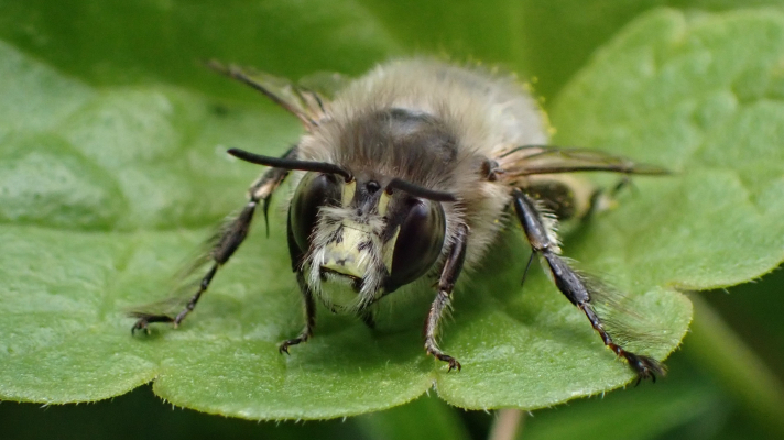 gewone sachembij mannetje