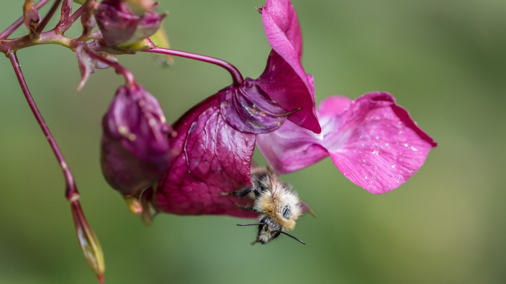 hommel op bloem reuzebalsemien