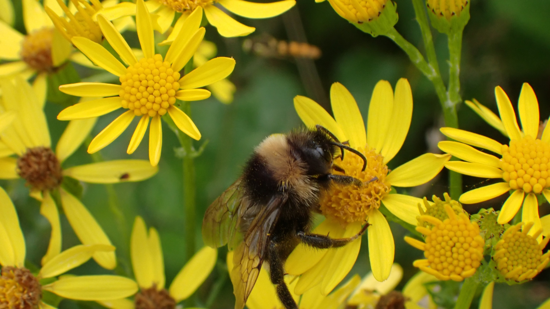jakobskruiskruidbloemen met hommel