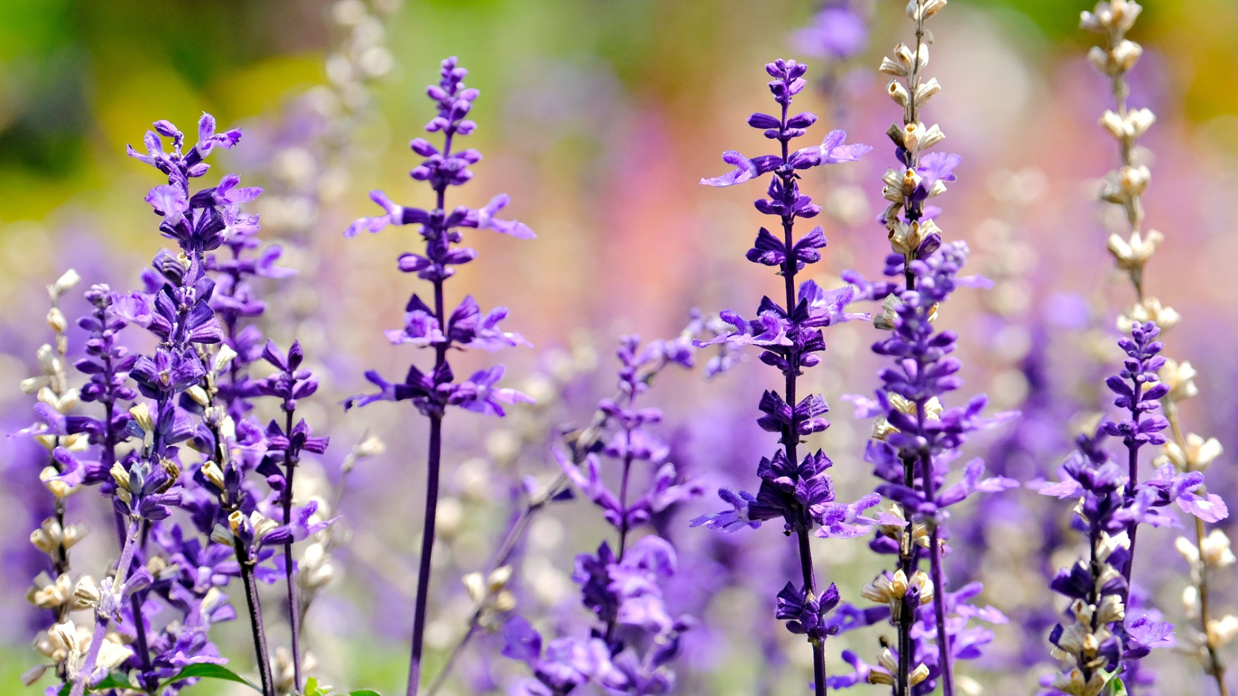 Salvia bloemen