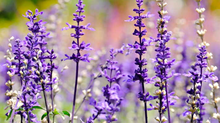 Salvia bloemen