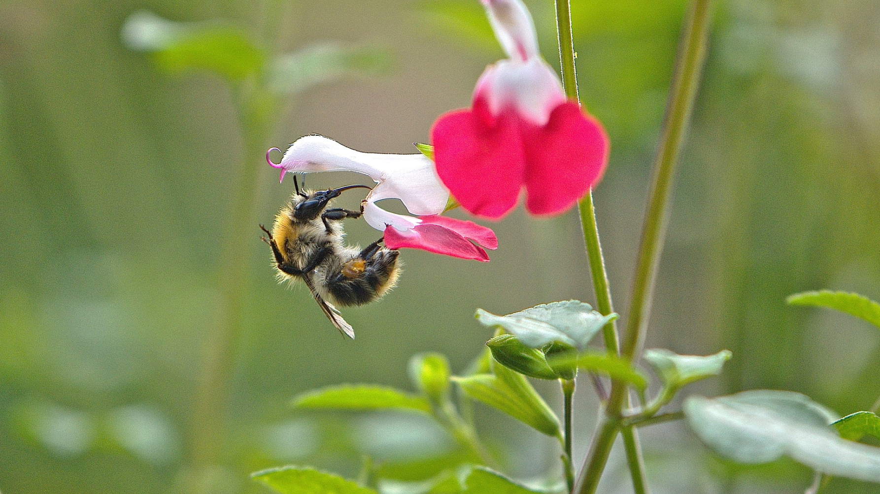 akkerhommel op Salvia 'hot lips' bloem