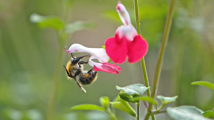 akkerhommel op Salvia 'hot lips' bloem